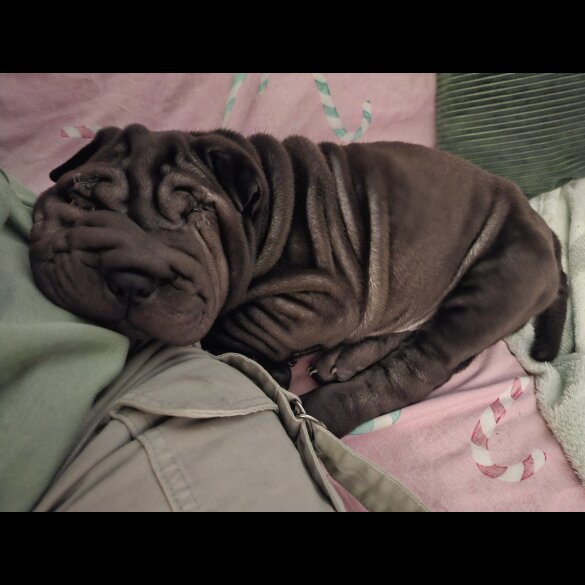 Shar Pei - Both