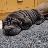 Shar Pei - Both