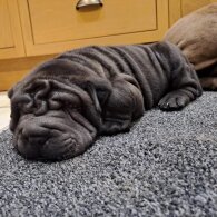 Shar Pei - Both