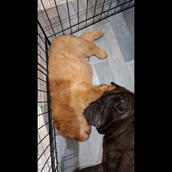 Shar Pei - Both