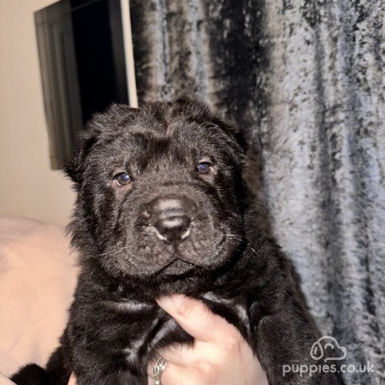 Shar Pei - Both