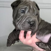 Shar Pei - Both