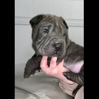 Shar Pei - Both