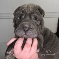 Shar Pei - Both