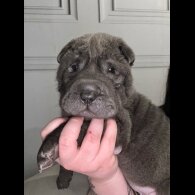 Shar Pei - Both