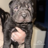 Shar Pei - Both