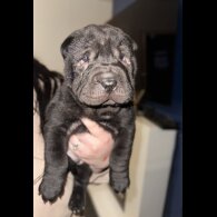 Shar Pei - Both