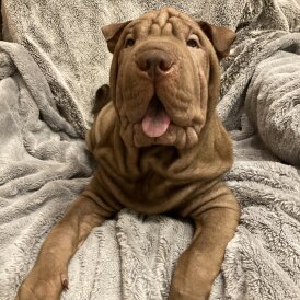 Shar Pei - Both