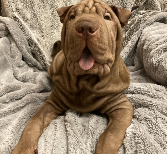 Shar Pei