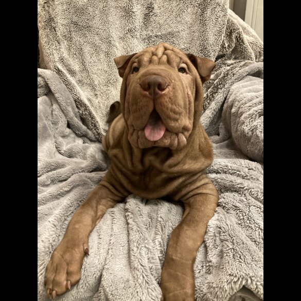 Shar Pei - Both