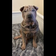 Shar Pei - Both