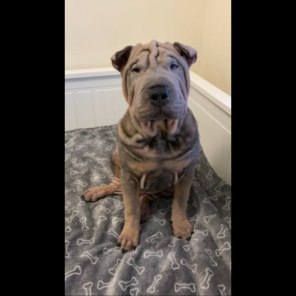 Shar Pei - Both