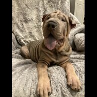 Shar Pei - Both