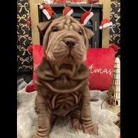 Shar Pei - Both