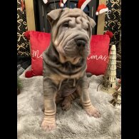 Shar Pei - Both