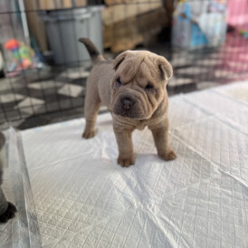 Shar Pei - Both