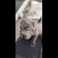 Shar Pei - Both