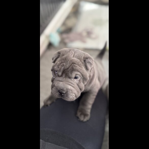 Shar Pei - Both