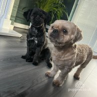 Shih Tzu - Both