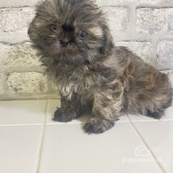 Shih Tzu - Bitches