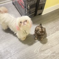 Shih Tzu - Bitches