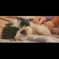 Shih Tzu - Both