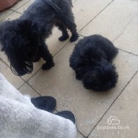 Shih Tzu - Both