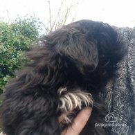 Shih Tzu - Both