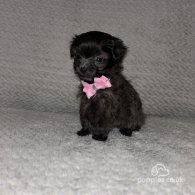 Shihpoo - Both