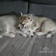 Siberian Husky - Both