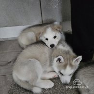 Siberian Husky - Both