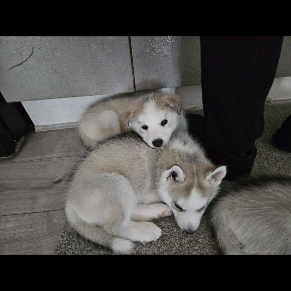 Siberian Husky - Both