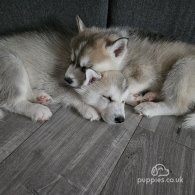 Siberian Husky - Both