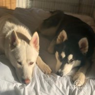 Siberian Husky - Both