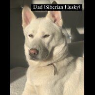 Siberian Husky - Both