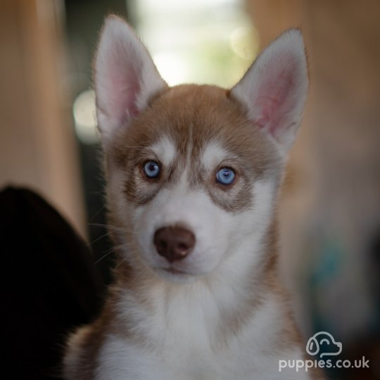 Siberian Husky - Both