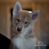 Siberian Husky - Both