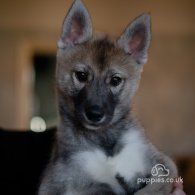 Siberian Husky - Both