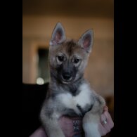 Siberian Husky - Both