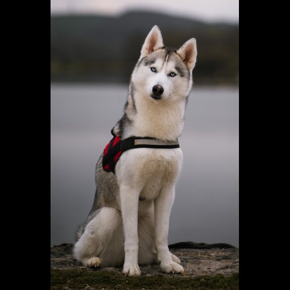 Siberian Husky - Both