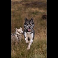 Siberian Husky - Both