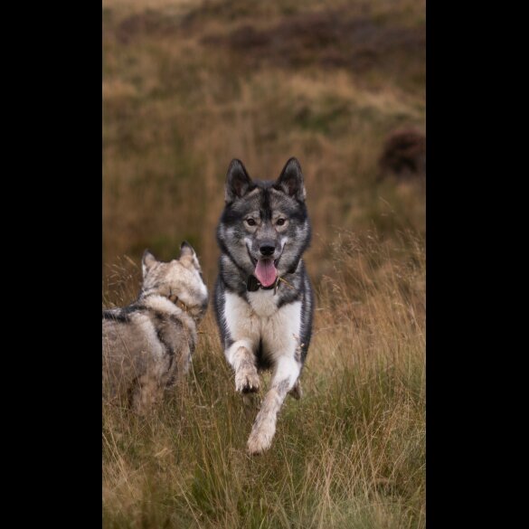 Siberian Husky - Both