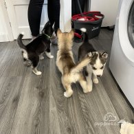 Siberian Husky - Dogs