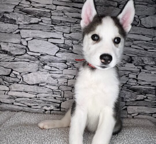 Siberian Husky