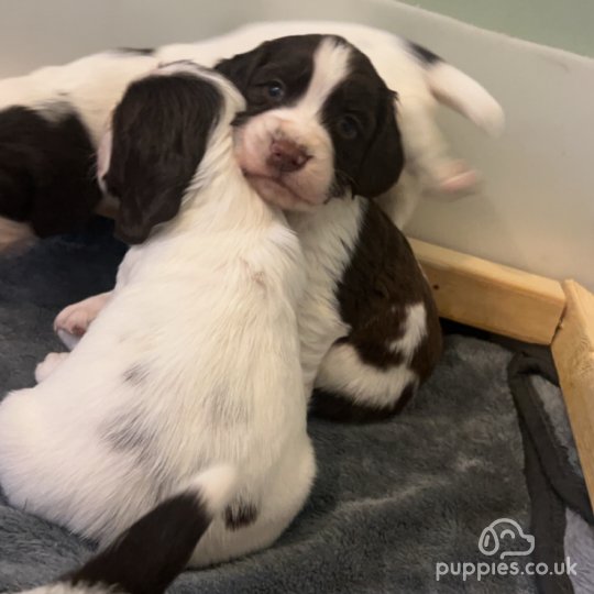 English Springer Spaniel - Both