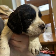 English Springer Spaniel - Both