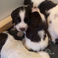 English Springer Spaniel - Both