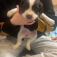 English Springer Spaniel - Both