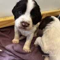 English Springer Spaniel - Both