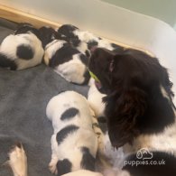 English Springer Spaniel - Both